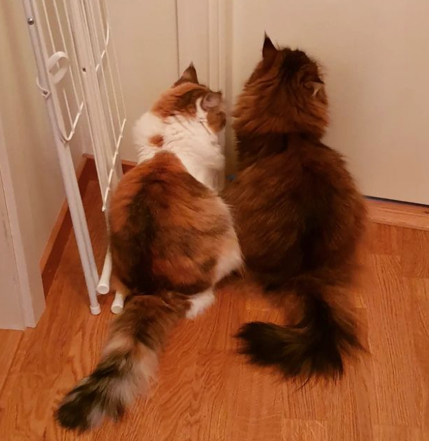 Sibirisk katt Nymphe o Orinda